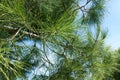 Closeup branch and needles of spruce