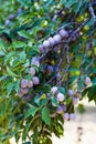 Closeup of a branch with plums Royalty Free Stock Photo