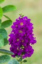 Purple crape myrtle flowers