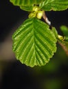 Closeup of a branch with raw beech leaves under the sunlight Royalty Free Stock Photo