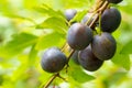 Closeup of a branch with ripe plums in garden Royalty Free Stock Photo
