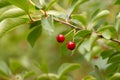 Closeup branch of sweet cherries merry on green background