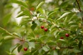 Closeup branch of sweet cherries merry on green background