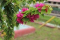 Closeup of a branch of violet Bougainvillea glabra outdoors, leaves blurred background