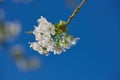 Closeup of a branch of white apple blossoms against a blue sky background. Low angle of delicate blossoming fruit tree Royalty Free Stock Photo