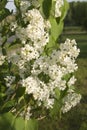 Closeup branch of white lilac
