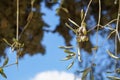 Closeup branches of beautiful olive tree showing fruits and leaves with blurred green tree and blue sky background on sunshine day Royalty Free Stock Photo