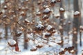 Closeup of the branches of the bush with a dry bunch in the form of a brush under the snow in winter snowy day, selected focus