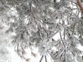 Closeup the branches of a fir tree covered with snow and ice on a cold winter day. Suitable for background. Royalty Free Stock Photo