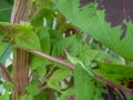 Closeup of branches of green leaves plant growing in garden, small grasshopper insect sitting on stem, nature photography Royalty Free Stock Photo