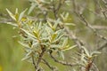 Branches and leafs of a sea-buckthorn in the dunes