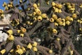 Staghorn cholla cactus 4729