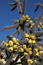 Staghorn cholla cactus 4731