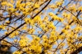 Japanese 'Cornelian' Cherry Tree