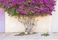 Closeup on a branchy tree paperflower trunk Royalty Free Stock Photo