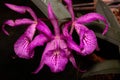 Closeup of Brassocattleya or Brasso-cattleya flowers