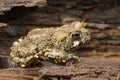 Closeup on a brassy colored juvenile of the Western toad, Anaxyrus boreas sitting on wood Royalty Free Stock Photo