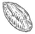 Closeup brazil nut in shell. Vector engraving black vintage illustration.