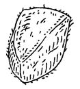 Closeup brazil nut in shell. Vector engraving black vintage illustration