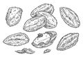 Closeup brazil nuts in shell and half shelled with shucks. Vector engraving