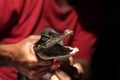 Closeup of a hatchling caiman crocodile being held around the neck on the Amazon River in the State of Amazonas, Brazil, South Ame Royalty Free Stock Photo