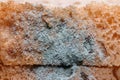 Closeup bread mold fungus