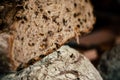 Closeup of bread sliced with raisins and sunflower seeds