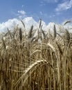 Closeup bread wheat or triticum aestivum ripe crop in the field with blue sky and white cloud background in sun light. Royalty Free Stock Photo