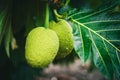 Closeup of Breadfruits, Artocarpus altilis on a tree in Nassau, Bahamas