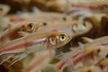 closeup of breeding fish in controlled environment