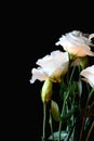Closeup bridal bouquet of white lisianthus flower on isolated background