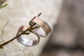 Closeup of bride and groom wedding rings hanging from a twig Royalty Free Stock Photo