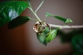 Closeup of bride and groom wedding rings hanging from a twig. Royalty Free Stock Photo