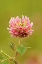 Closeup on a brigh red pink flower of the alsike clover, Trifolium hybridum against a green background