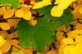 Brigh yellow fall leaf colors with fresh green large leaf. autumn season