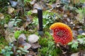 Closeup of an Amanita muscaria or fly agaric, fly amanita with knif in autumn forest Royalty Free Stock Photo