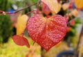 Closeup of the bright American Redbud Flame Thrower leaf