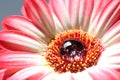 Closeup of a bright beautiful gerbera daisy Royalty Free Stock Photo