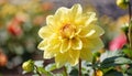 Closeup of bright blooming yellow dahlia flower growing in garden over blurred background on sunny day Royalty Free Stock Photo