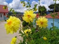 Closeup of bright blooming yellow dahlia flower growing in garden over blurred background on sunny day Royalty Free Stock Photo