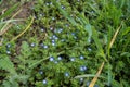 Closeup of bright blue flowers of veronica in the grass