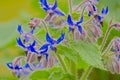 Closeup of  bright blue star flowers Royalty Free Stock Photo