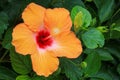 Bright Flowering Mandarin Tradewinds Hibiscus, closeup Royalty Free Stock Photo