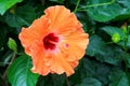 Bright Flowering Mandarin Tradewinds Hibiscus, closeup Royalty Free Stock Photo