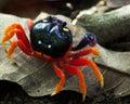 Closeup of a bright and colorful red land crab Gecarcinus quadratus crawling on top of leaf litter on beach inside the Corcovado