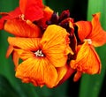 A closeup of a bright colorful wallflower.