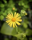 Closeup of bright golden yellow marguerite in front of blurred green background