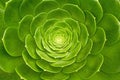 Closeup of a Bright Green Agave Plant