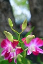 Closeup Bright Green Buds of Dendrobium Orchid with Blurry Blooming Hot Pink Flowers in Background Royalty Free Stock Photo