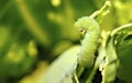 Closeup of the bright green caterpillar against the green background. Shallow focus. Royalty Free Stock Photo